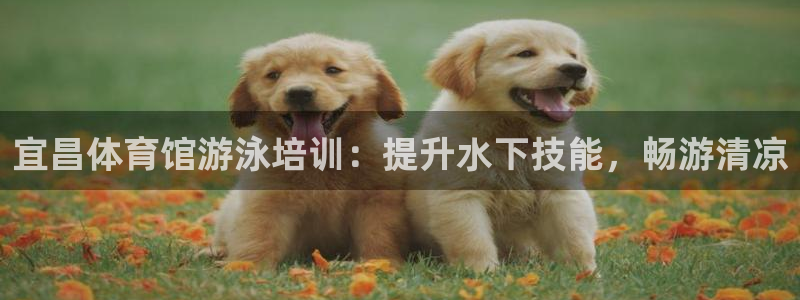 尊龙人生手机版：宜昌体育馆游泳培训：提升水下技能，畅